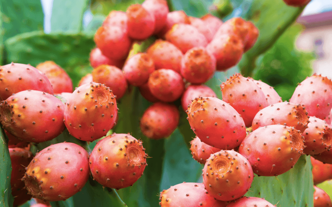 Body scrub: how often should you exfoliate? | Biomedica Magazine